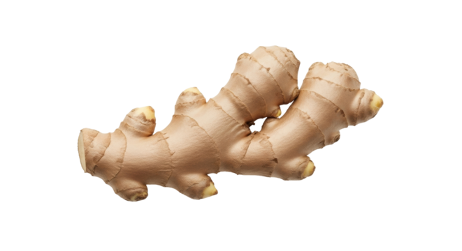 Isolated ginger root rhizome, fresh culinary ingredient spice, earthy and aromatic flavoring