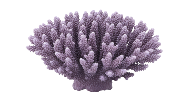 Isolated purple staghorn coral, aquatic invertebrate organism from ocean, tropical reef life