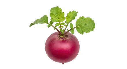 Isolated red radish with green leaves, fresh root vegetable, grown in the garden, healthy diet