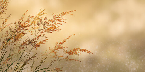 Obraz premium Golden wheat ears on blurred warm background, natural agriculture harvest illustration - AI generated