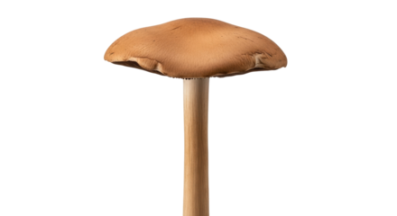 Isolated, single mushroom with brown cap, edible ingredient for cooking, vegetarian food