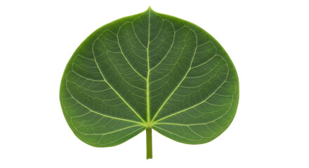 Isolated Green Leaf - Tropical Plant Foliage, Detailed Venation, Natural Growth, Leafy Green