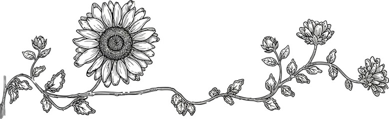 Elegant vintage botanical illustration of a sunflower vine with delicate blooms and leaves, perfect for design. © muhammad