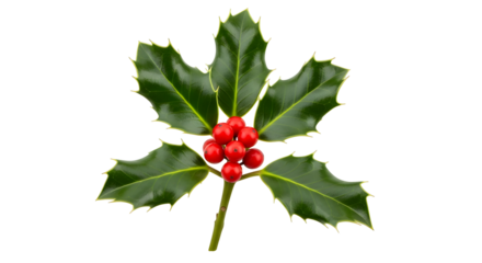 Festive holly sprig with vibrant red berries, perfect for adding a touch of holiday cheer to your seasonal designs and Christmas projects this winter