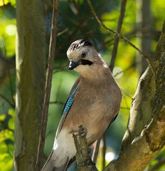 Eurasian jay (Garrulus glandarius) on the branch in Sochi park