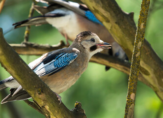 Eurasian jay (Garrulus glandarius) on the branch in Sochi park