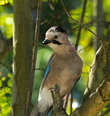 Eurasian jay (Garrulus glandarius) on the branch in Sochi park
