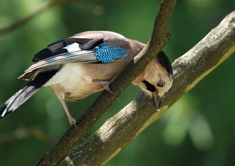 Eurasian jay (Garrulus glandarius) on the branch in Sochi park