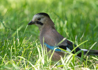 Eurasian jay (Garrulus glandarius) on the grass in Sochi park