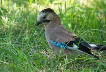 Eurasian jay (Garrulus glandarius) on the grass in Sochi park