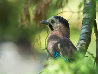 Eurasian jay (Garrulus glandarius) on the branch in Sochi park
