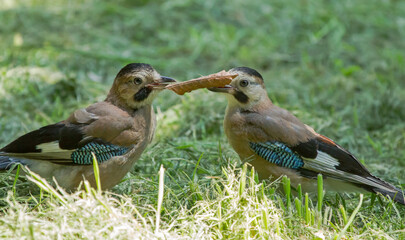 Two Eurasian jay (Garrulus glandarius) sits on the grass and holding a leaf in their beak.