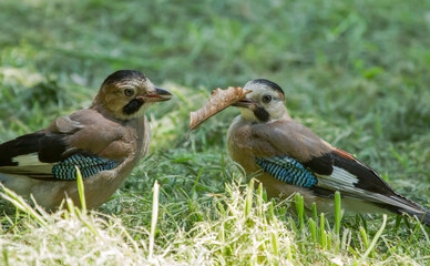 Two Eurasian jay (Garrulus glandarius) sits on the grass and holding a leaf in their beak.