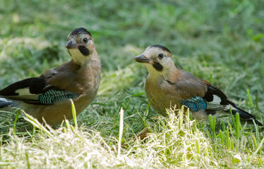 Two Eurasian jay (Garrulus glandarius) sits on the grass and holding a leaf in their beak.