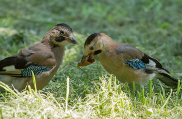 Two Eurasian jay (Garrulus glandarius) sits on the grass and holding a leaf in their beak.