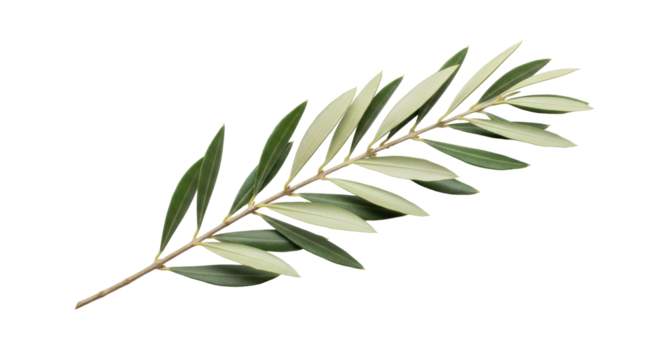 Isolated olive branch foliage with green leaves, organic herbs, Mediterranean agriculture