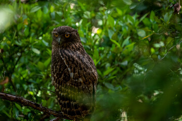 Fototapeta premium A Brown Fish Owl perches on a branch, its striking yellow eyes gazing intently forward. The owl's mottled brown and white plumage provides camouflage against the leafy green background.