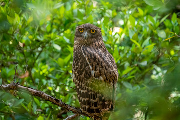 Fototapeta premium A Brown Fish Owl perches on a branch, its striking yellow eyes gazing intently forward. The owl's mottled brown and white plumage provides camouflage against the leafy green background.