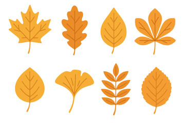 Collection of autumn tree leaves in warm orange and yellow colors isolated on white background