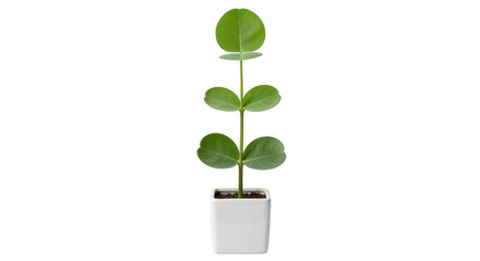 Isolated eucalyptus tree in a pot, modern interior decoration element, home plant for design