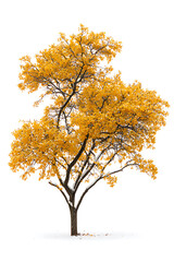 A beautiful autumn tree with vibrant golden orange leaves against a clean white background