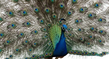 Fototapeta premium Colorful Peafowl Displaying Bright Blue Green Feathers in Natural Setting