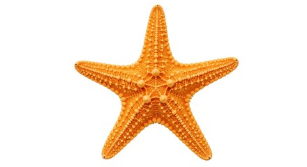 Orange Starfish on White Background with Textured Surface and Natural Colors