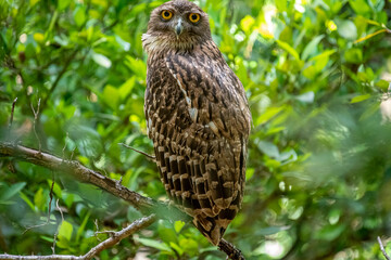 Fototapeta premium A Brown Fish Owl perches on a branch, its striking yellow eyes gazing intently forward. The owl's mottled brown and white plumage provides camouflage against the leafy green background.