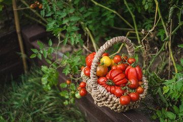Vibrant red tomatoes fill a handwoven basket, resting on a garden bed. The scene captures the joy of harvesting vegetables in a lush green garden in the late summer.