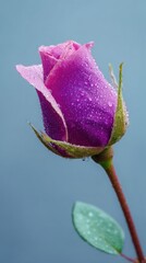 Fototapeta premium A close-up of a dew-kissed purple rose, showcasing its delicate petals against a soft blue background.