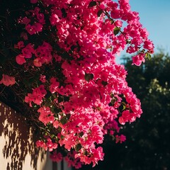 Vibrant Bougainvillea Blooms Against a Sunny Sky.
