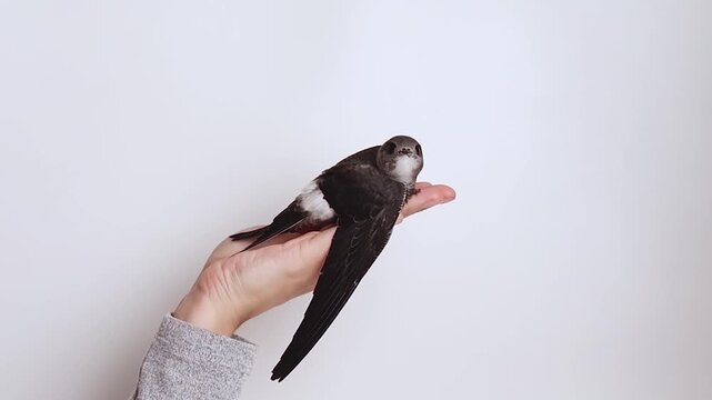 White-belt swift chick perches on hand on white background footage