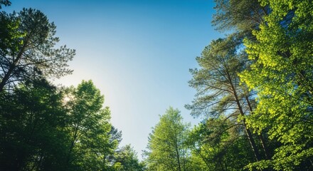 Vibrant Green Forest Canopy Reaching Towards a Clear Blue Sky with Radiant Sunbeams