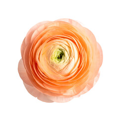 Overhead view of a fully bloomed flower, soft peach petals, yellow center, isolated on black