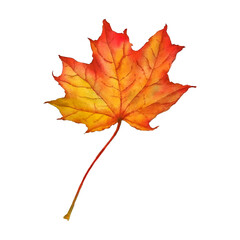 Top view close-up of single old colorful autumn yellow and red maple dry leaf on a white background. Colorful watercolor painting. Watercolor illustration made by hand for design. Art.