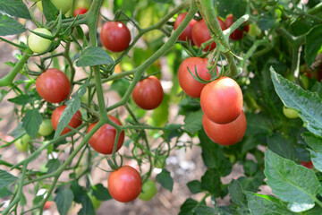 Fresh Red cherry Tomatoes Growing on the Vine in the garden