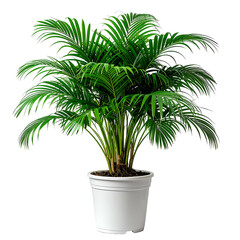 Lush, green potted palm plant with many fronds, standing out on a solid black background