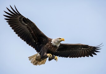 Naklejka premium Majestic Bald Eagle Soaring Through the Sky with Wings Spread.