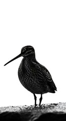 Snipe in Silhouette - A Study in Black and White.