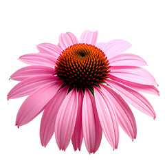 A vibrant, isolated pink coneflower with a prominent, textured orange-brown center and elegant petals