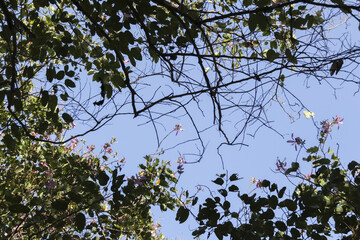 Looking up at serene blue sky through green tree canopy. branch and leaf create beautiful nature pattern against bright sunlight, feeling peaceful