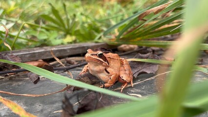 Brown frog under warm sunlight 