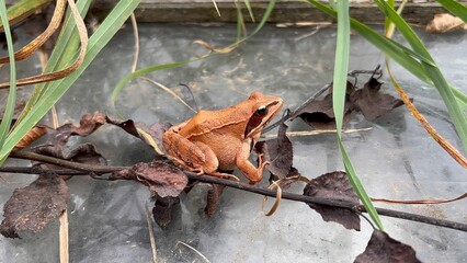 The brown frog is sitting next to the dry leaves