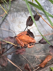 Frog camouflaged in dry leaves