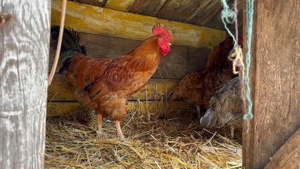 a big bright rooster with hens