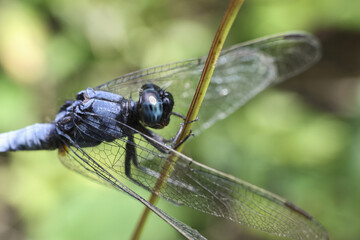 Serene macro closeup of vibrant blue dragonfly insect perched on plant stem in nature. This summer wildlife shot captures beautiful, delicate details of wing and eye