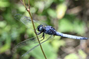 Serene blue dragonfly insect with delicate wing perched on thin stem. beautiful close up view of this wild animal in nature, peaceful wildlife macro shot