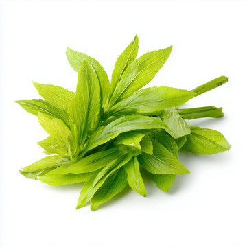 crateva shoots Pak Tiew on white background