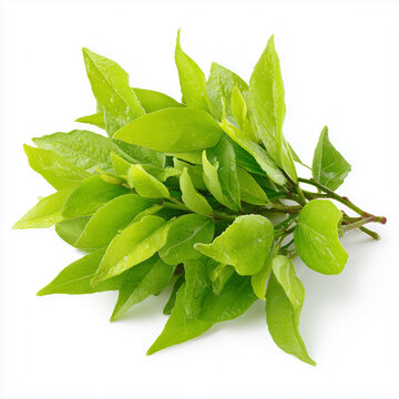 crateva shoots Pak Tiew on white background