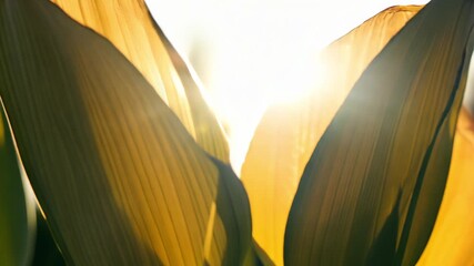 Extreme macro tulip’s backside sunlight shining stained-glass glow effect petals diffuse light. Gentle breeze natural motion. Perfect for nature, wellness, and abstract backgrounds - Powered by Adobe